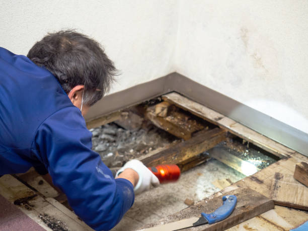 Trusted Catawba, SC Mold Removal Experts