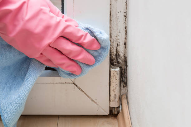 Best Mold Damage Repair  in Catawba, SC